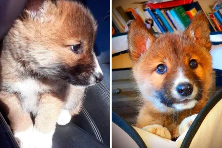 Adoptan como mascota un cachorro… y resultó ser un lobo.