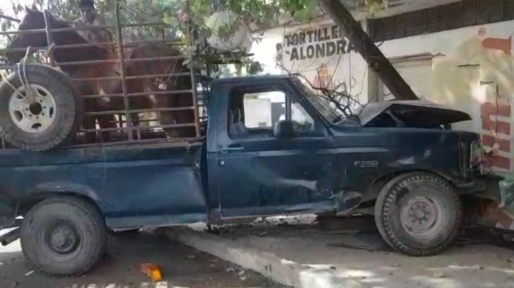 Dos caballos y chofer de camioneta heridos en choque