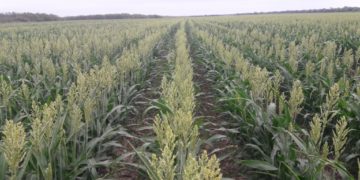 Detectan pulgón amarillo en cultivo de sorgo en San Fernando