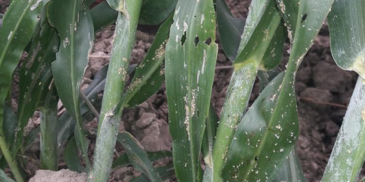 Detectan pulgón amarillo en cultivo de sorgo en San Fernando