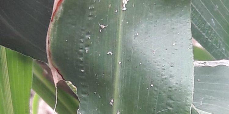 Detectan pulgón amarillo en cultivo de sorgo en San Fernando