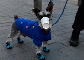 Dueños preocupados por sus mascotas así los protegen del coronavirus