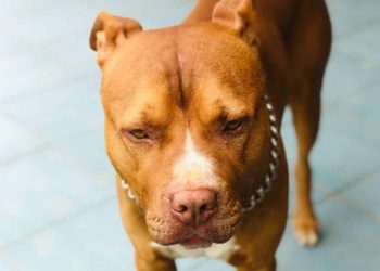 Niño de 7 años muere tras ataque de un Pitbull en Guadalajara