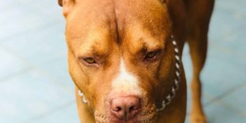 Niño de 7 años muere tras ataque de un Pitbull en Guadalajara