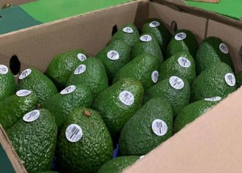 Construirán en Laredo, Texas, centro de distribución de aguacate Hass