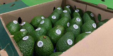 Construirán en Laredo, Texas, centro de distribución de aguacate Hass