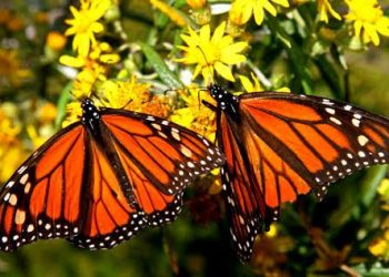 Construirán jardín para mariposas monarcas
