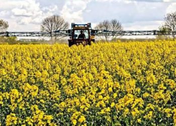 Buscan impulsar siembra de canola en Tamaulipas