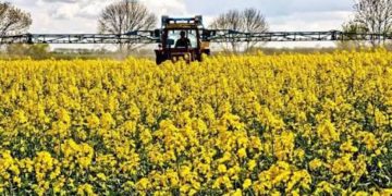 Buscan impulsar siembra de canola en Tamaulipas