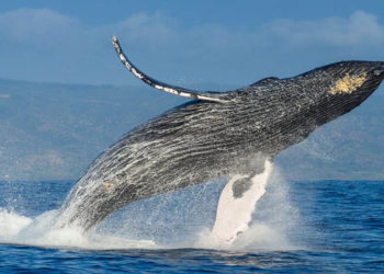 Día Mundial de las Ballenas
