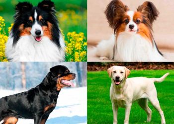 ¿Cual es la raza de perro más inteligente del mundo?