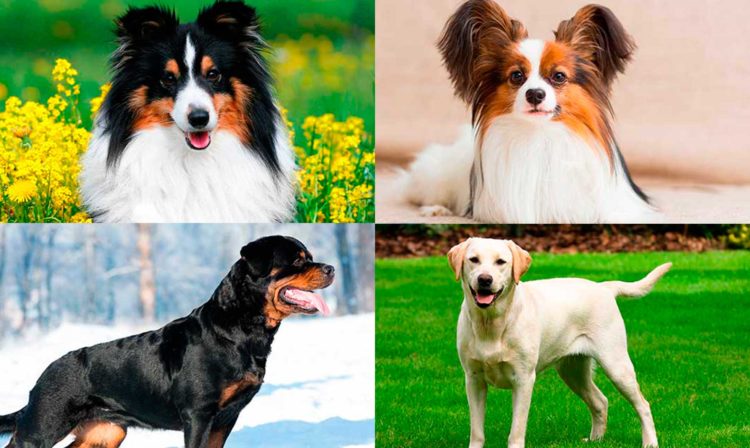 ¿Cual es la raza de perro más inteligente del mundo?