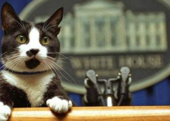 Día Internacional del Gato