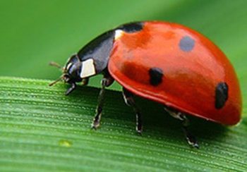 Día Internacional del Control Biológico