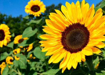 Girasoles: curiosidades de la flor que sigue al sol