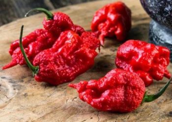 ¿Cuál es el chile más picante del mundo?