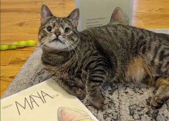 Publican libro de Maya, una gatita con síndrome de down