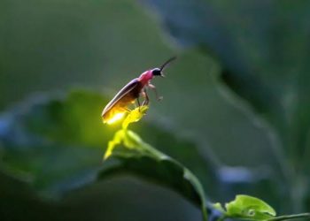 Las luciérnagas podrían extinguirse debido a la contaminación lumínica