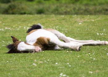 ¿Hay animales que no duermen?