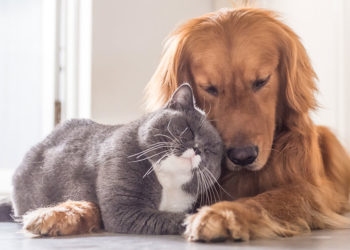 Día Internacional de la Esterilización de Mascotas