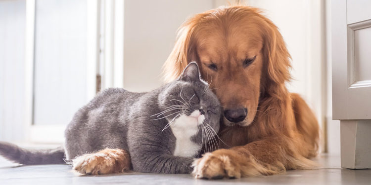 Día Internacional de la Esterilización de Mascotas