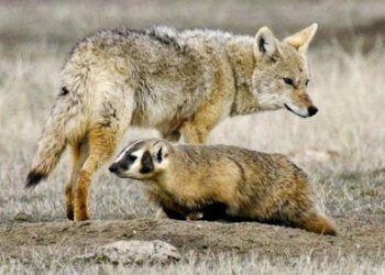 Una pareja dispareja. Captan a un coyote junto a un tejón de cacería