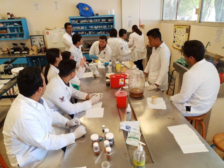 Estudian nuevas especies de mosquita blanca en Tamaulipas