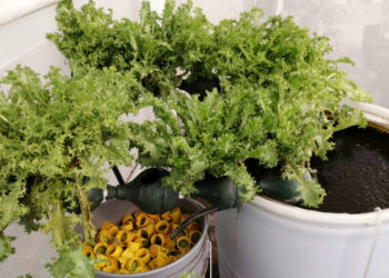 Con técnicas de acuaponia cultivan peces y vegetales en la FIC-UAT