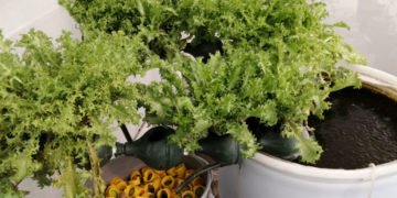 Con técnicas de acuaponia cultivan peces y vegetales en la FIC-UAT