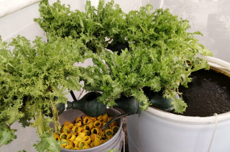 Con técnicas de acuaponia cultivan peces y vegetales en la FIC-UAT