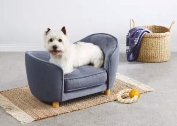 Crean sillón para perros que se mantendrá libre de pelos 🐶