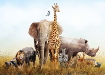 Día Mundial de la Vida Silvestre