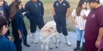 Impartirá UAT Especialidad en Reproducción Animal