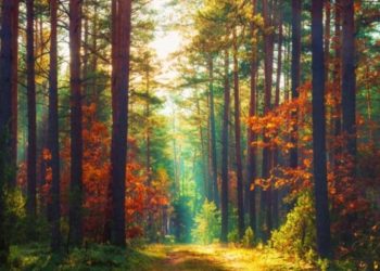 Día Internacional de los Bosques