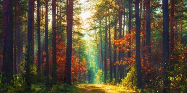 Día Internacional de los Bosques