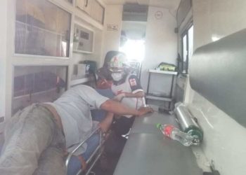 Abejas atacan a jornalero que cortaba leña