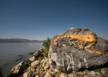Isla de los Alacranes