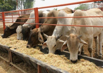 Aporta UAT estudios de plantas forrajeras para la nutrición pecuaria