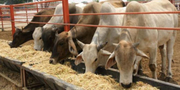 Aporta UAT estudios de plantas forrajeras para la nutrición pecuaria