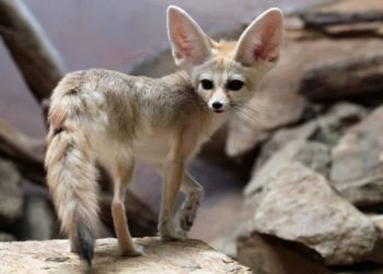 Con el zoológico vacío estos zorritos aprovechan para curiosear