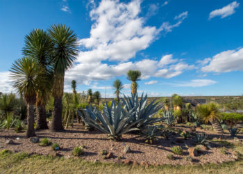 Jardín Botánico “El Charco del Ingenio”