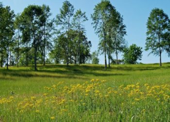 Día Mundial del Campo