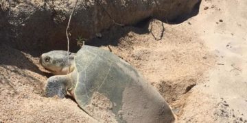 Inicia la temporada de anidación de Tortuga Lora
