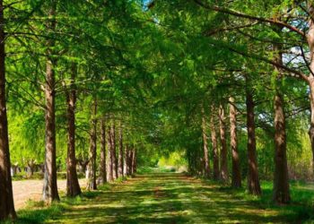 ¿Como se mide la edad de los árboles?