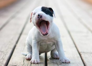 Animal Planet mostrará solo perritos durante 94 horas