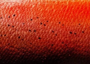 Descubren primer animal que puede vivir sin oxigeno