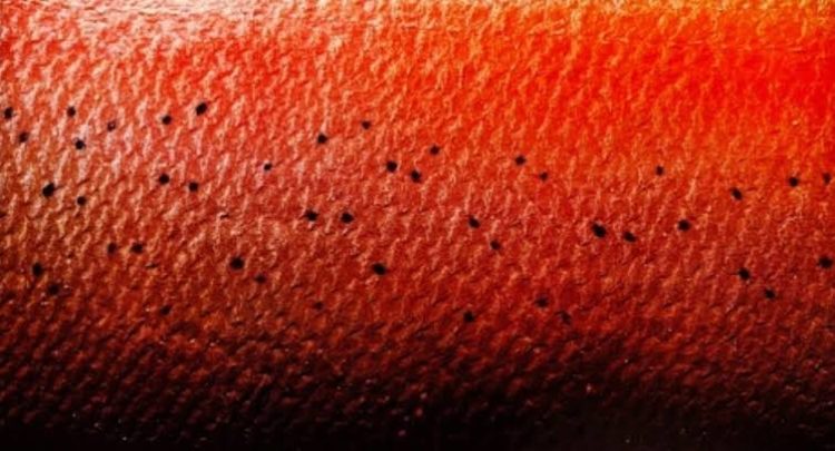 Descubren primer animal que puede vivir sin oxigeno