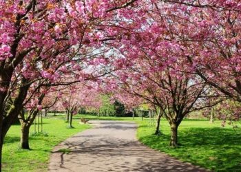 Equinoccio de primavera ¿Qué es y que ocurre? 🌸