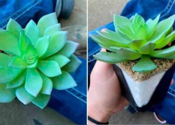 Estuvo cuidando planta durante dos años y resultó ser artificial