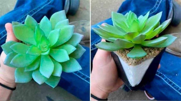 Estuvo cuidando planta durante dos años y resultó ser artificial